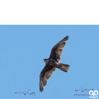 گونه بالابان Saker Falcon